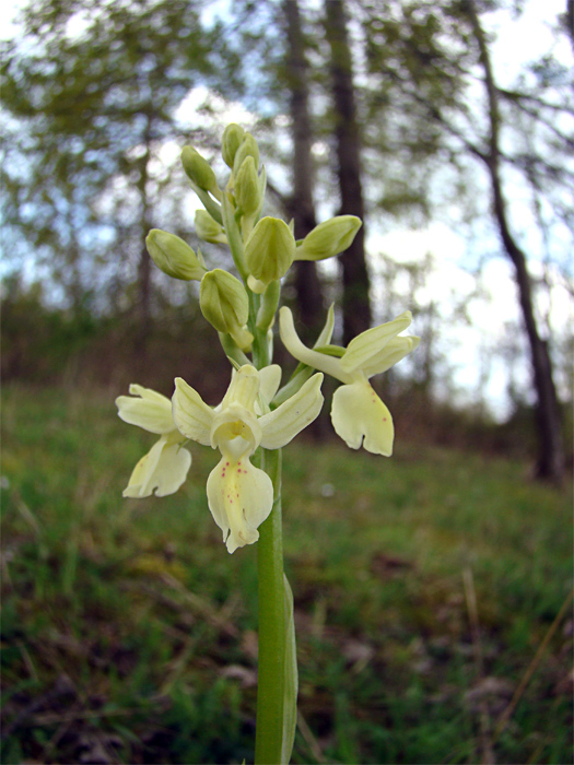 Orchis morio...e altre